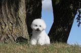 BICHON FRISE 027